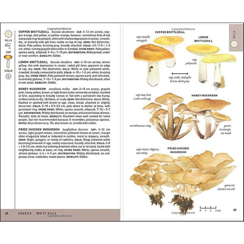 Peterson Field Guide To Mushrooms | Foraging and Homesteading Books ...